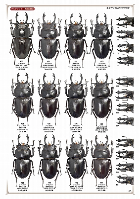 日本のマルバネクワガタ 増補・改訂版
