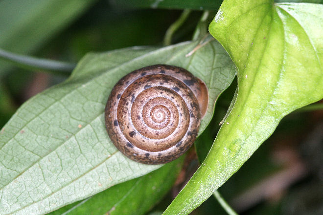 ニッポンマイマイ