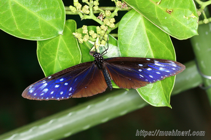 ツマムラサキマダラ