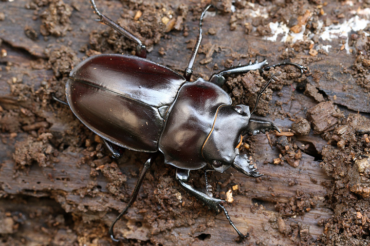 ヤエヤママルバネクワガタ