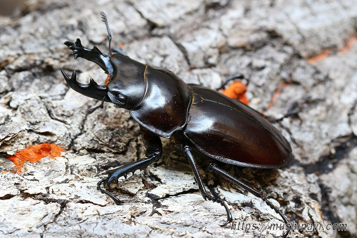 ヤエヤママルバネクワガタ