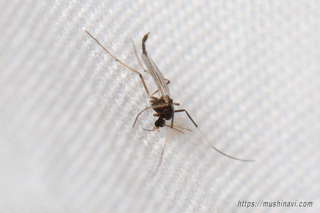 シロアシユスリカ