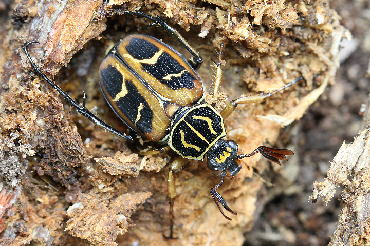 オオトラフコガネ