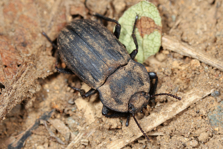 ウズベキスタン産 ゴミムシダマシ 33mm ウズベキスタン産