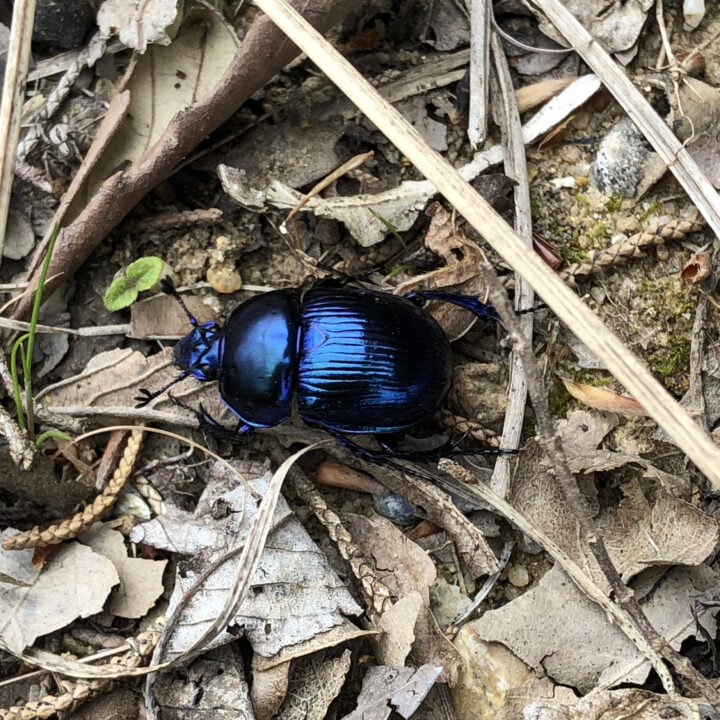 オオセンチコガネのこと｜虫の豆知識｜ブログ | mushi labo - 昆虫標本