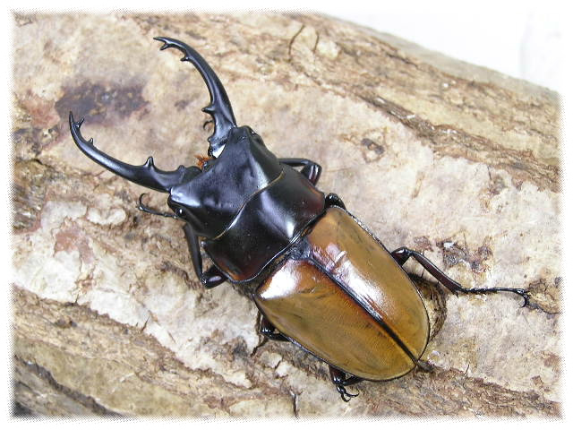 ラフェルトノコギリクワガタ