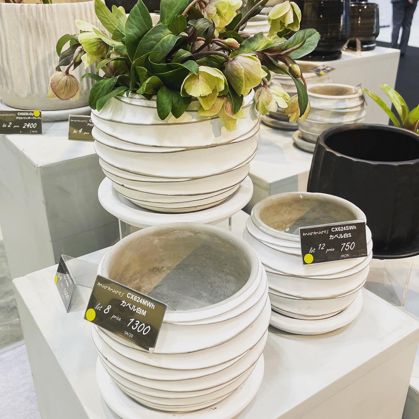 新商品【CX624カペルシリーズ】のご紹介 - murmures