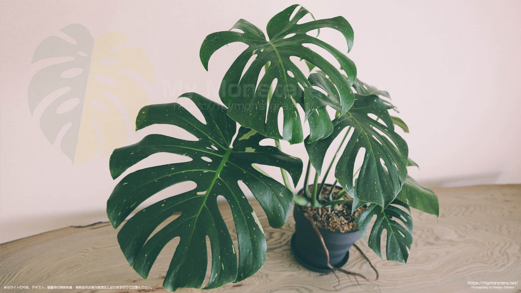 タイコンステレーションミントの散り斑が入る変異実生株 - 私のモンステラ