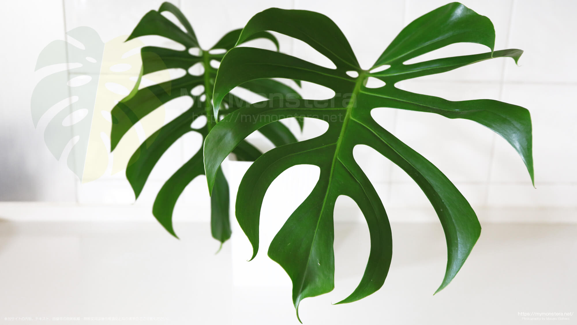 モンステラスケルトンのトップカットを水耕栽培（水挿し）で栽培開始