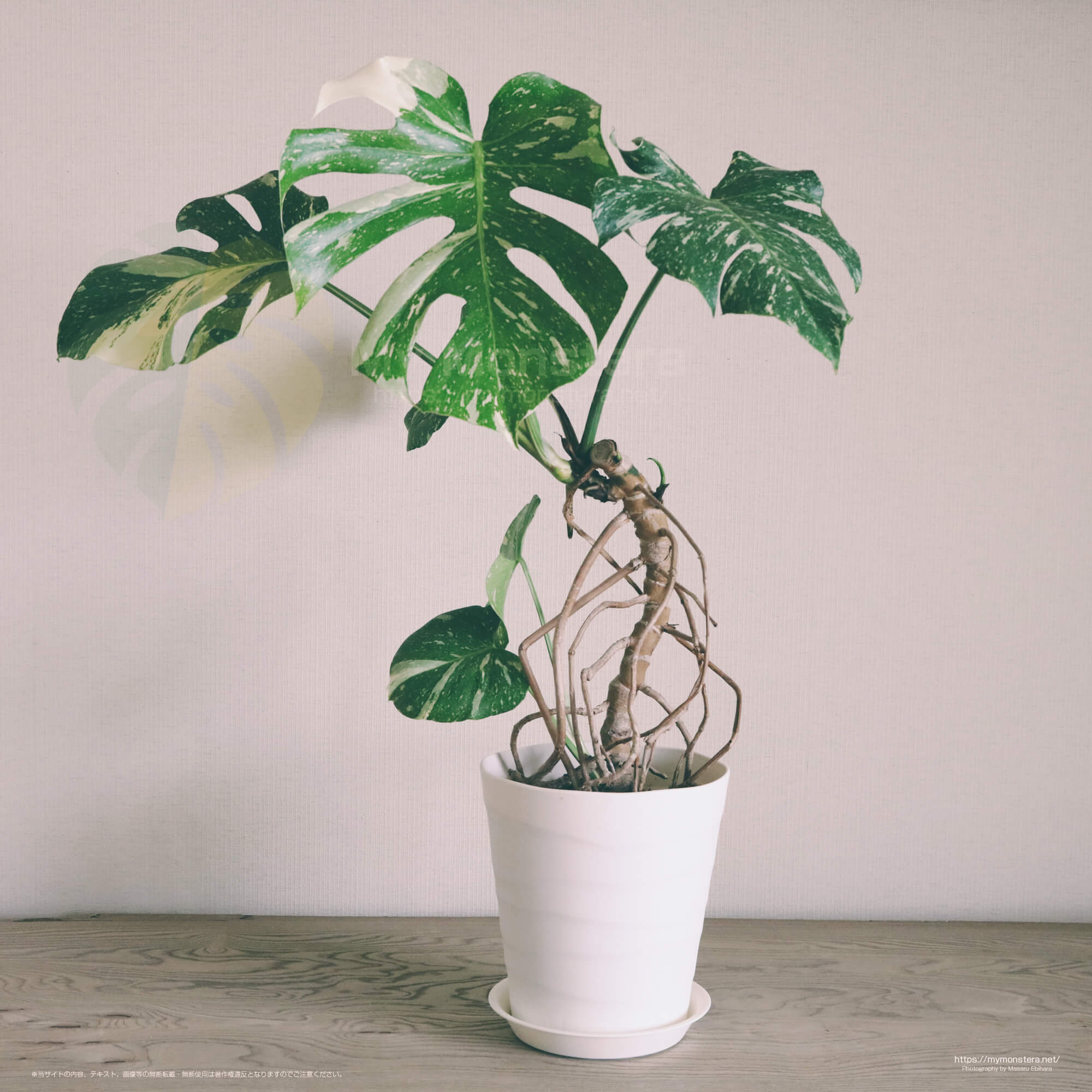 モンステラ デリシオーサ 8号鉢つき 深穴開き❗2株植え❗ ②