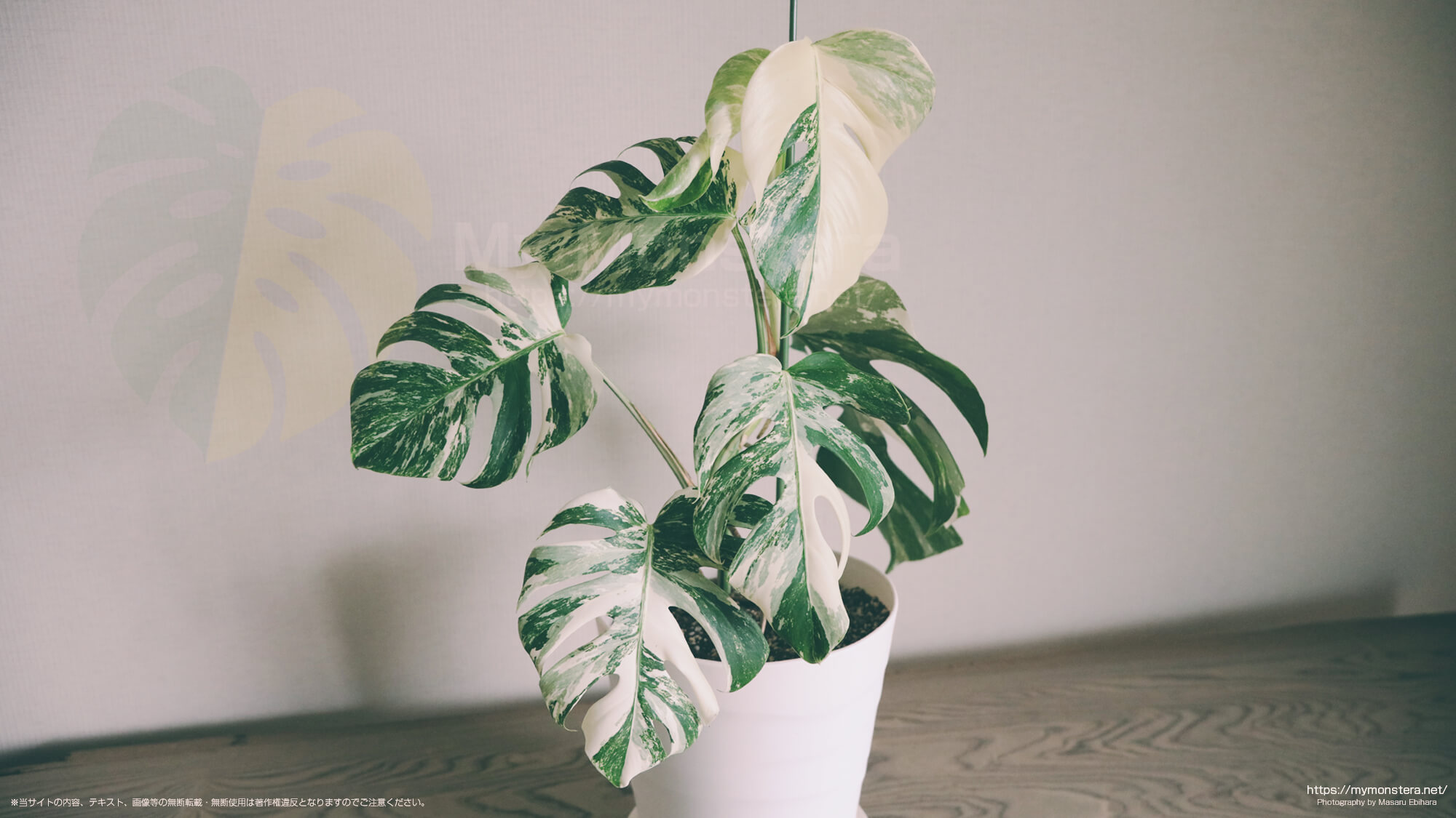 夏に成長する綺麗な散斑のモンステラホワイトタイガー - 私のモンステラ