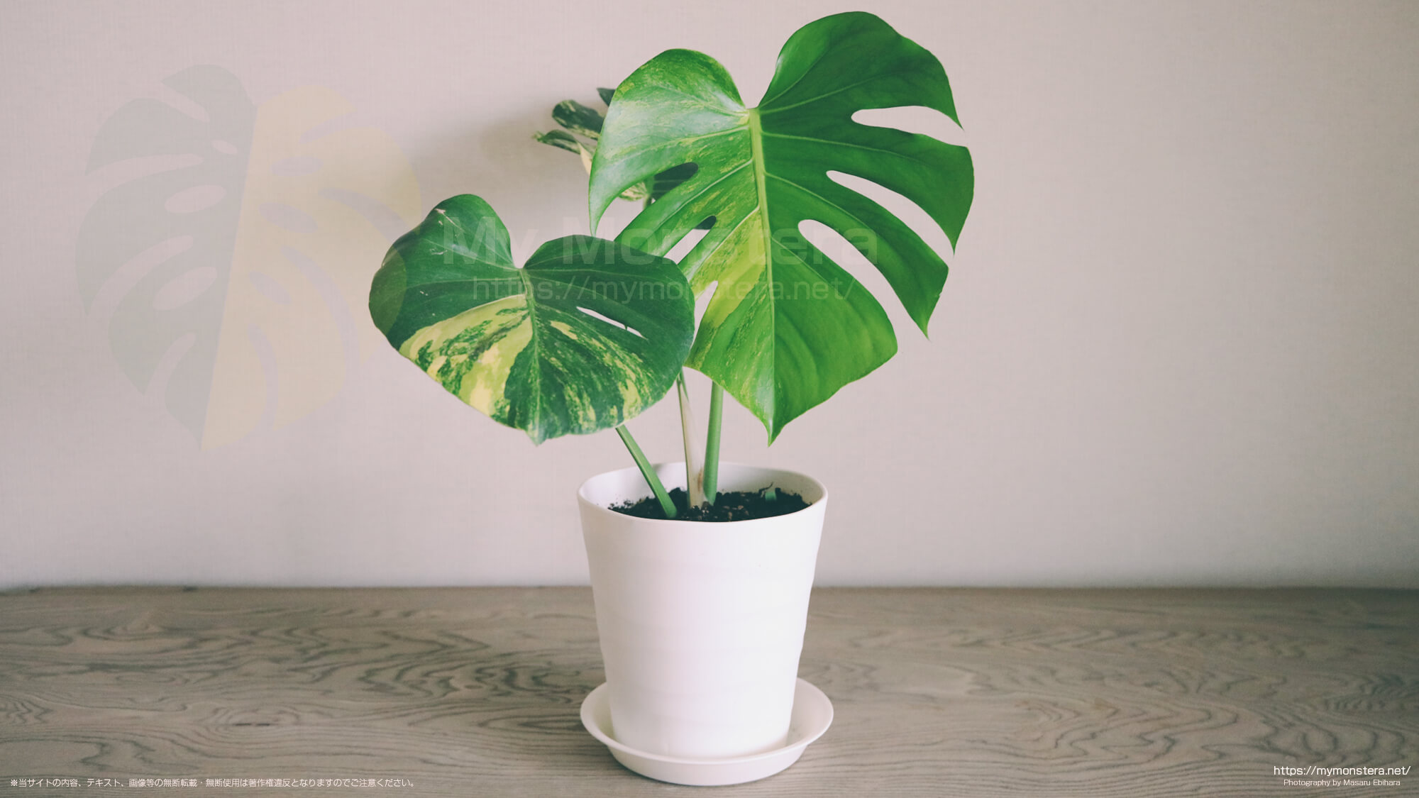 モンステラデリシオーサイエローマリリン( Monstera Deliciosa Yellow