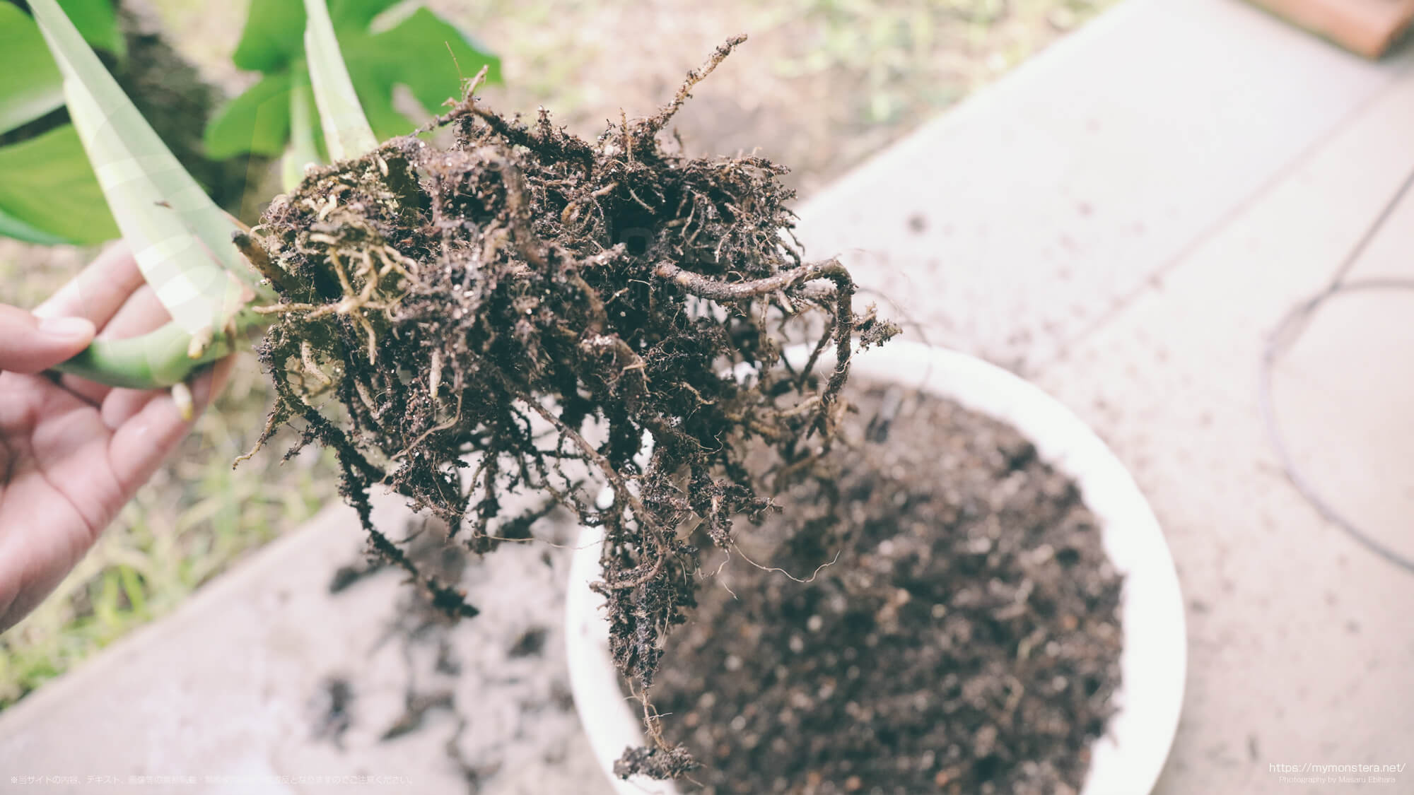 福助（丸葉のモンステラデリシオーサ）の根腐れを除去 - 私のモンステラ