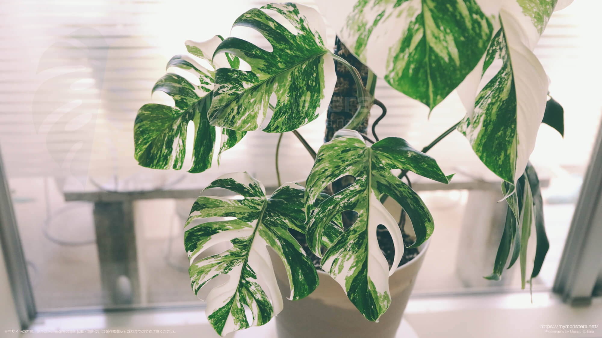 上の葉になるほど白斑が多くなるモンステラホワイトタイガー - 私の