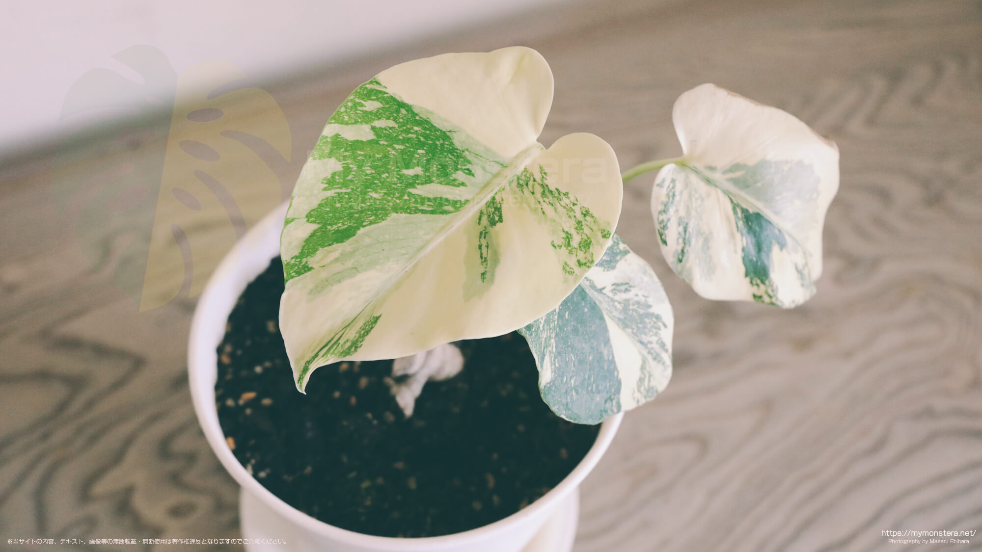 斑入りモンステラデリシオーサ( Monstera Deliciosa 