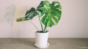 モンステラデリシオーサイエローマリリン( Monstera Deliciosa Yellow