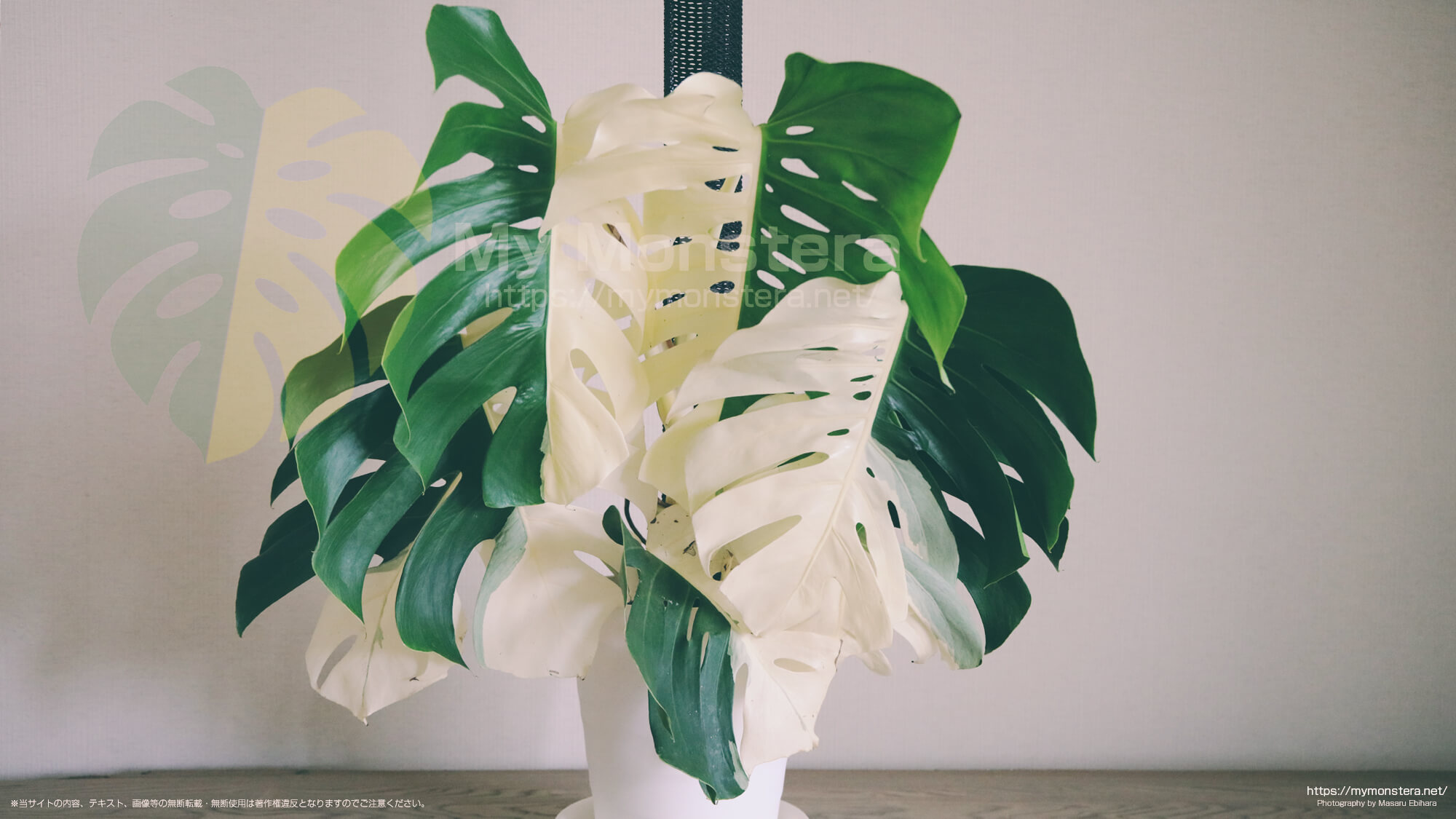 モンステラボルシギアナ( Monstera Borsigiana ) - 私のモンステラ