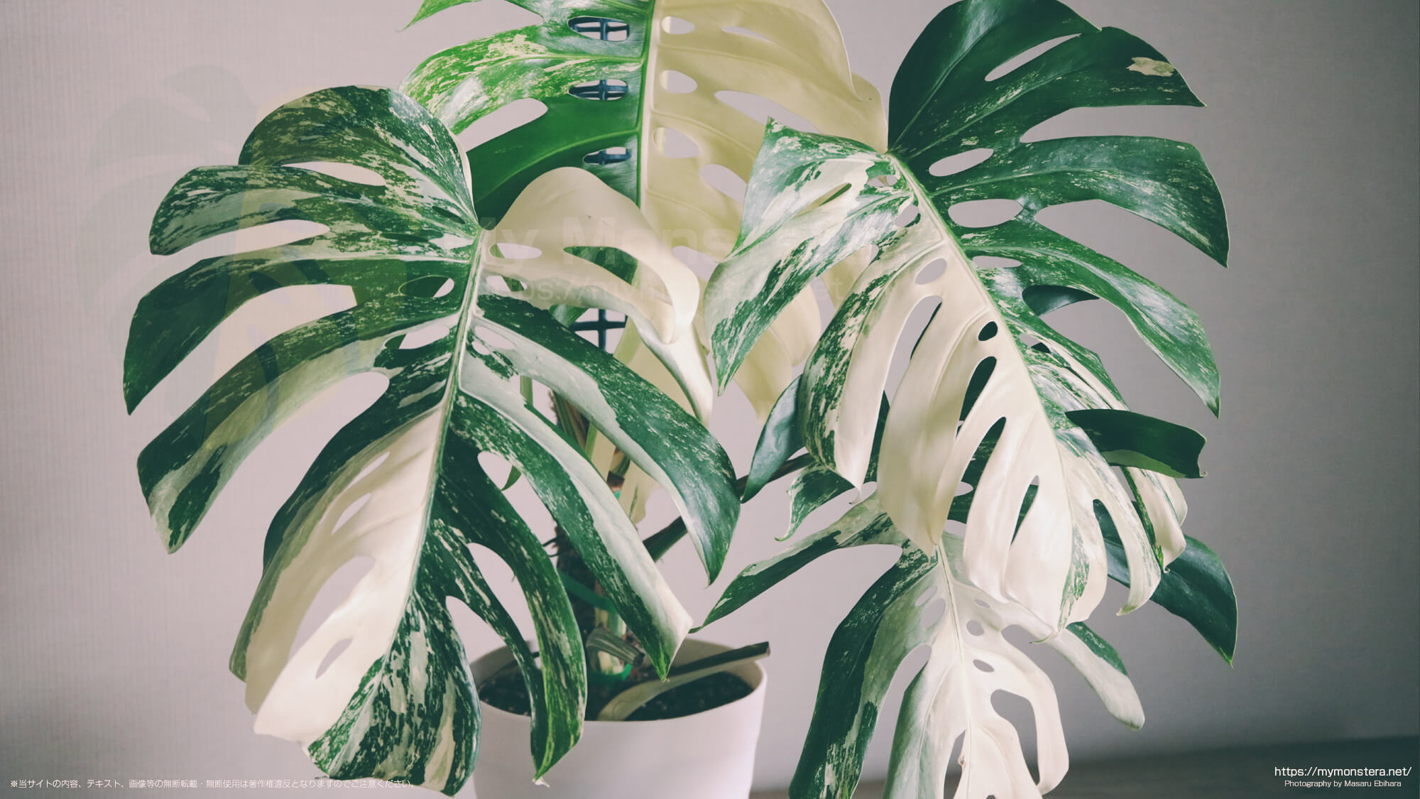 モンステラホワイトタイガー（アルボ）(Monstera Albo White Tiger