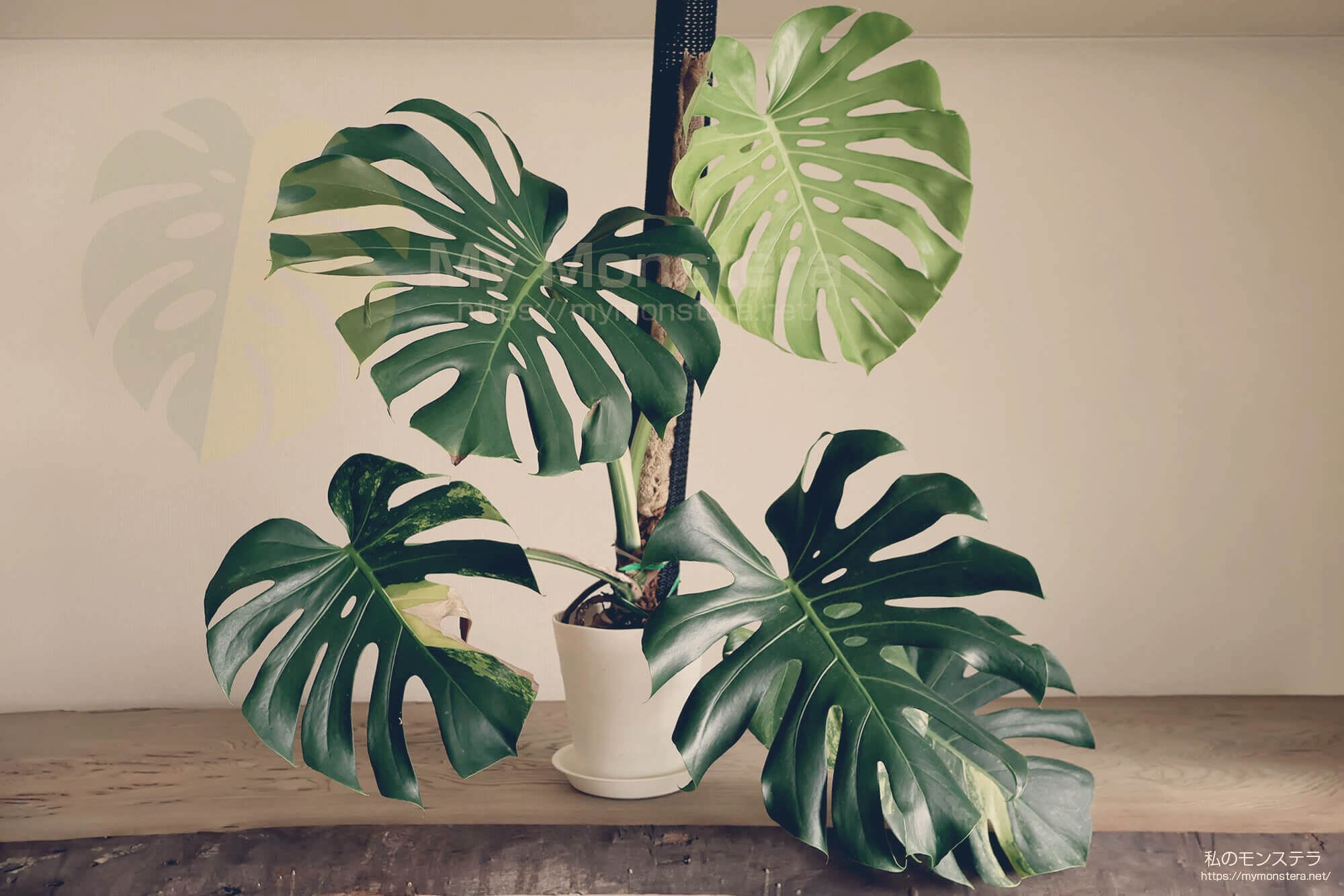 10ヵ月ぶりにイエローマリリンに斑入りの葉が復活 - 私のモンステラ