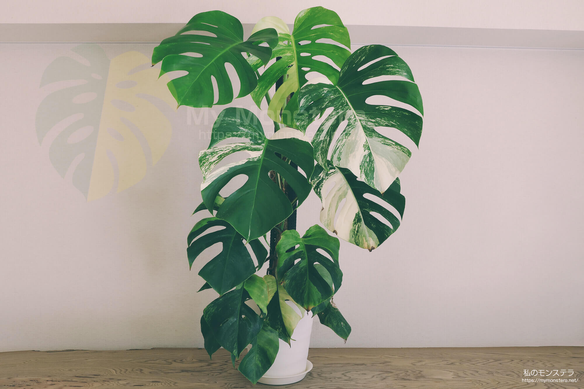 モンステラボルシギアナセブブルーミント( Monstera Borsigiana