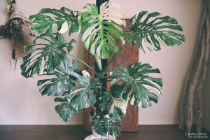 価格が安い斑入りのモンステラでも充分美しく成長する - 私のモンステラ