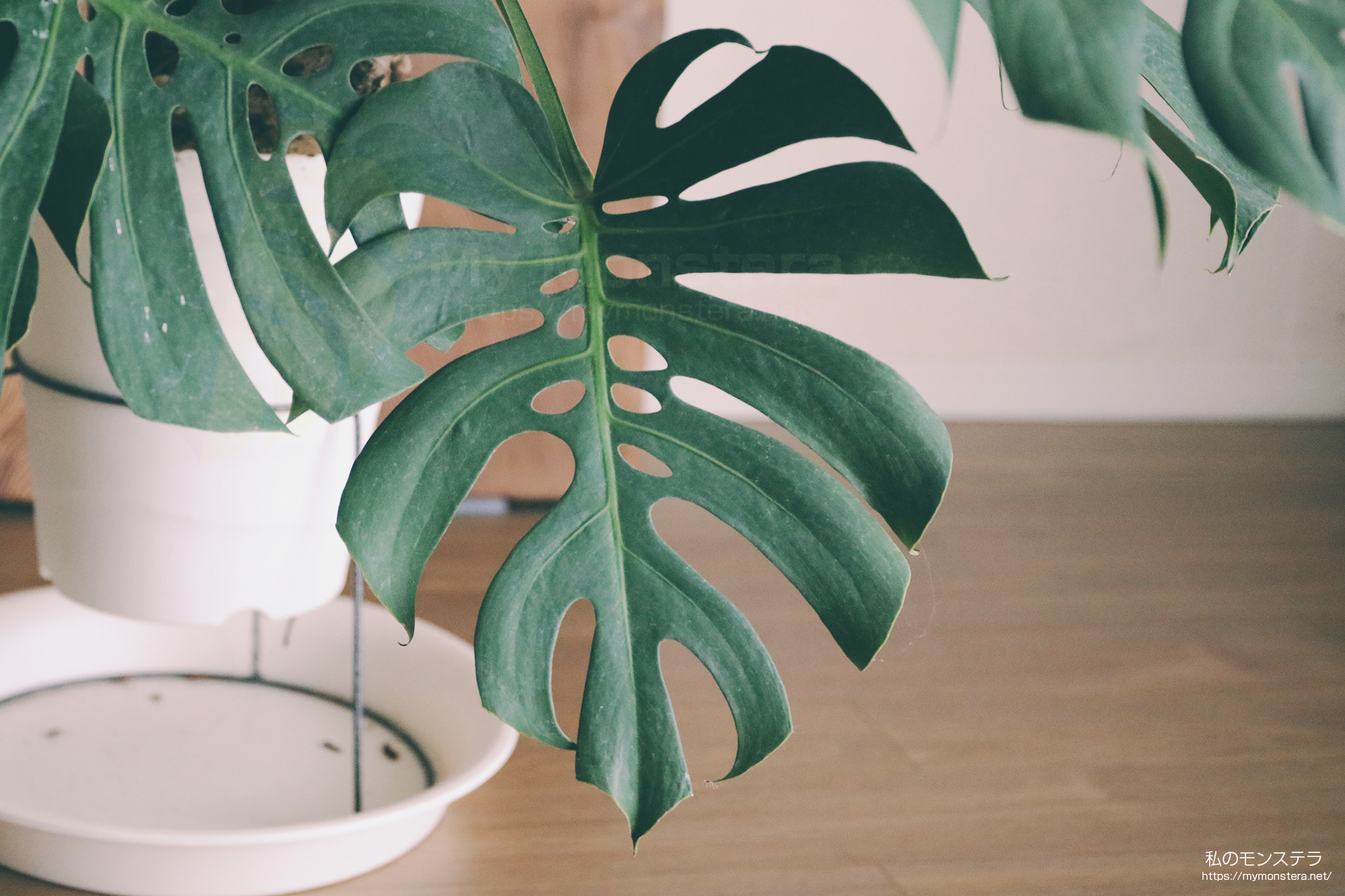 モンステラデリシオーサマクロコズム( Monstera Deliciosa Macrocosm