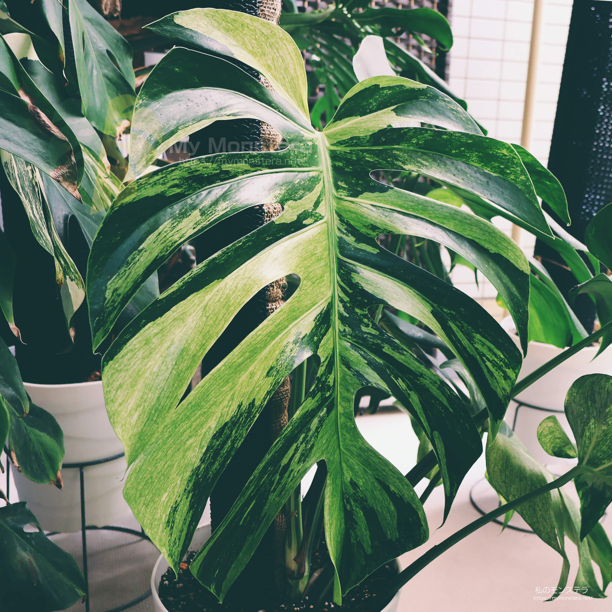 ミント斑のモンステラ - 私のモンステラ