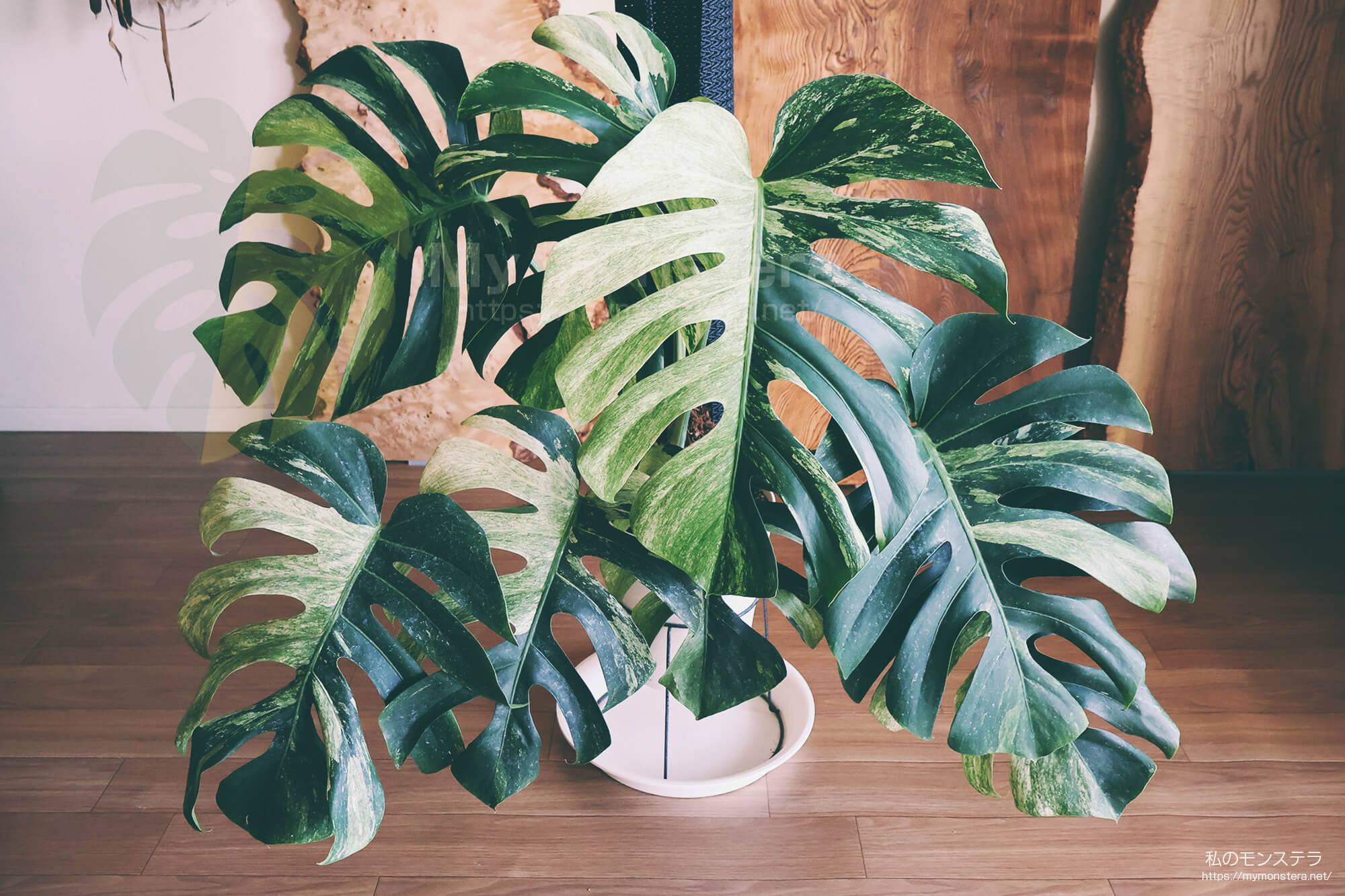 鮮やかな斑入りのモンステラなのに葉が傷まない株 - 私のモンステラ