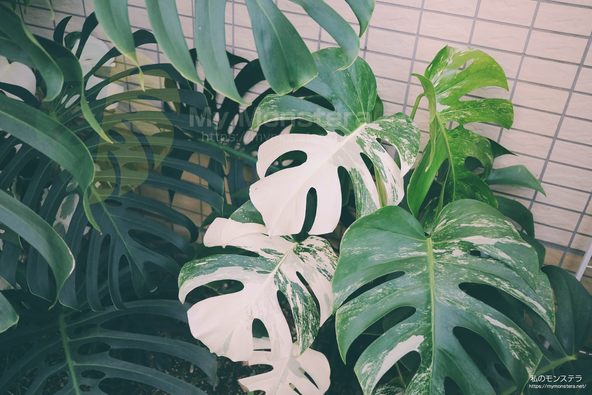 真っ白な斑入りのモンステラ（ホワイトタイガー）を地植え栽培へと移行