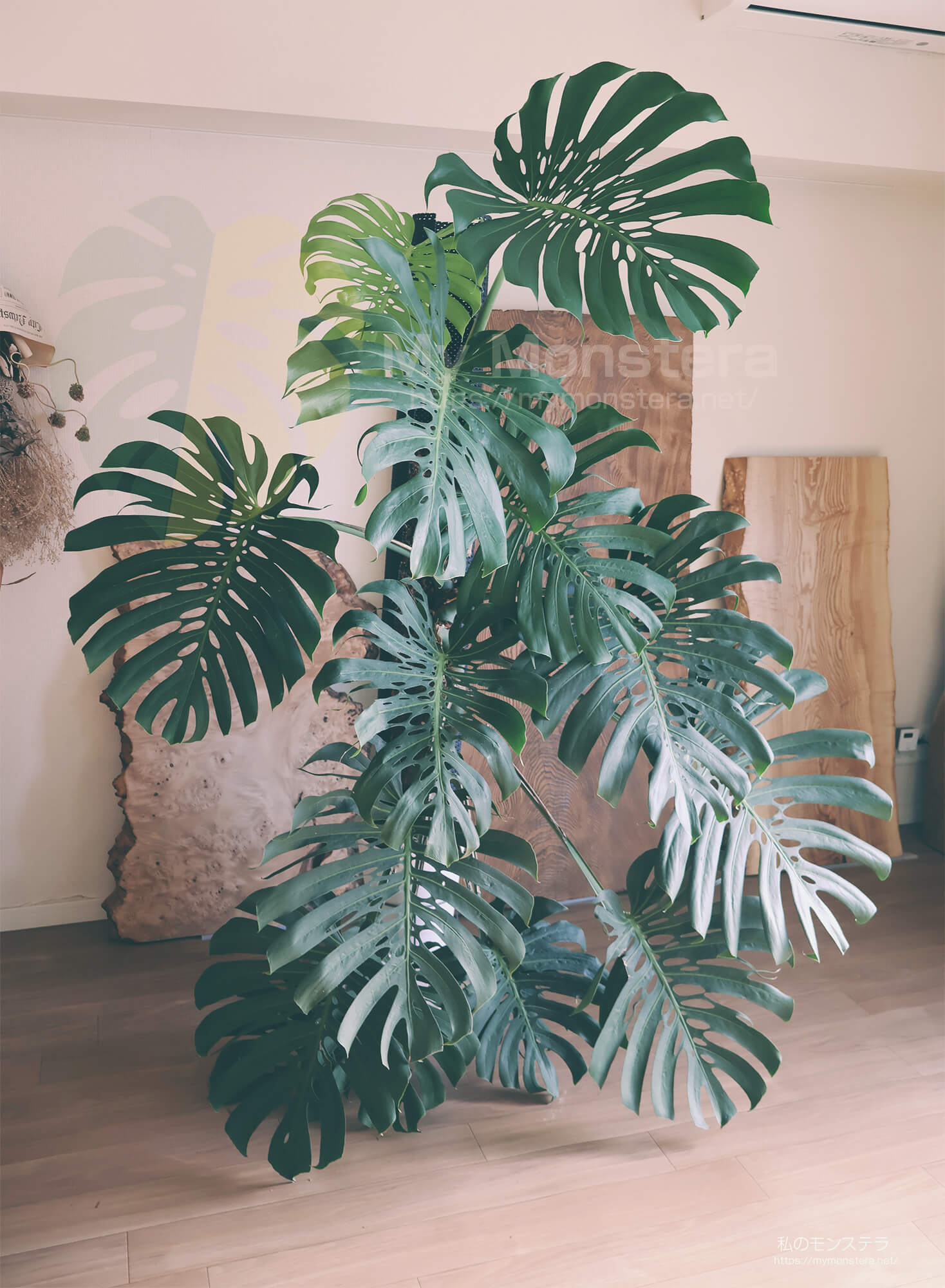 モンステラデリシオーサマクロコズム( Monstera Deliciosa Macrocosm