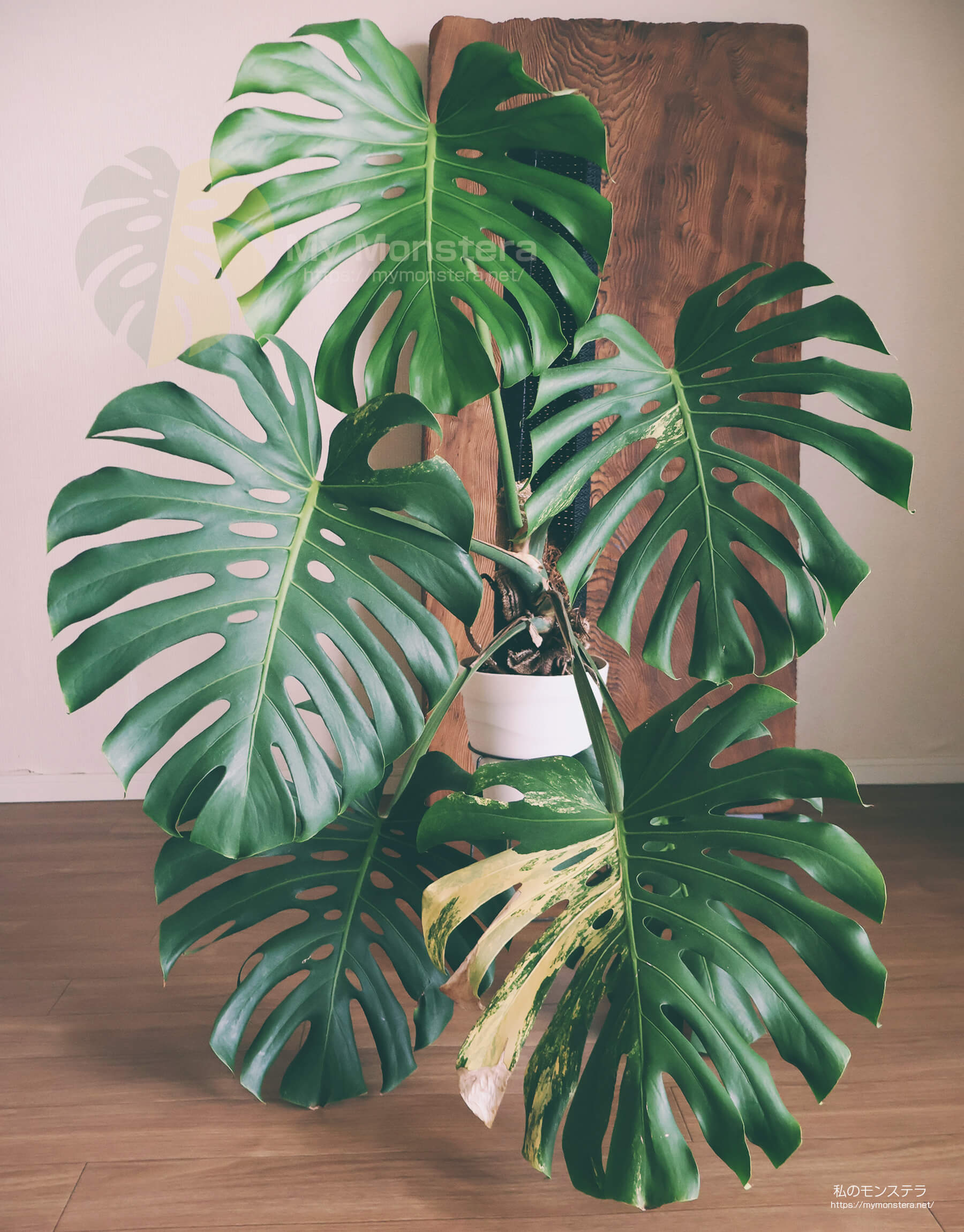 モンステラデリシオーサイエローマリリン( Monstera Deliciosa Yellow