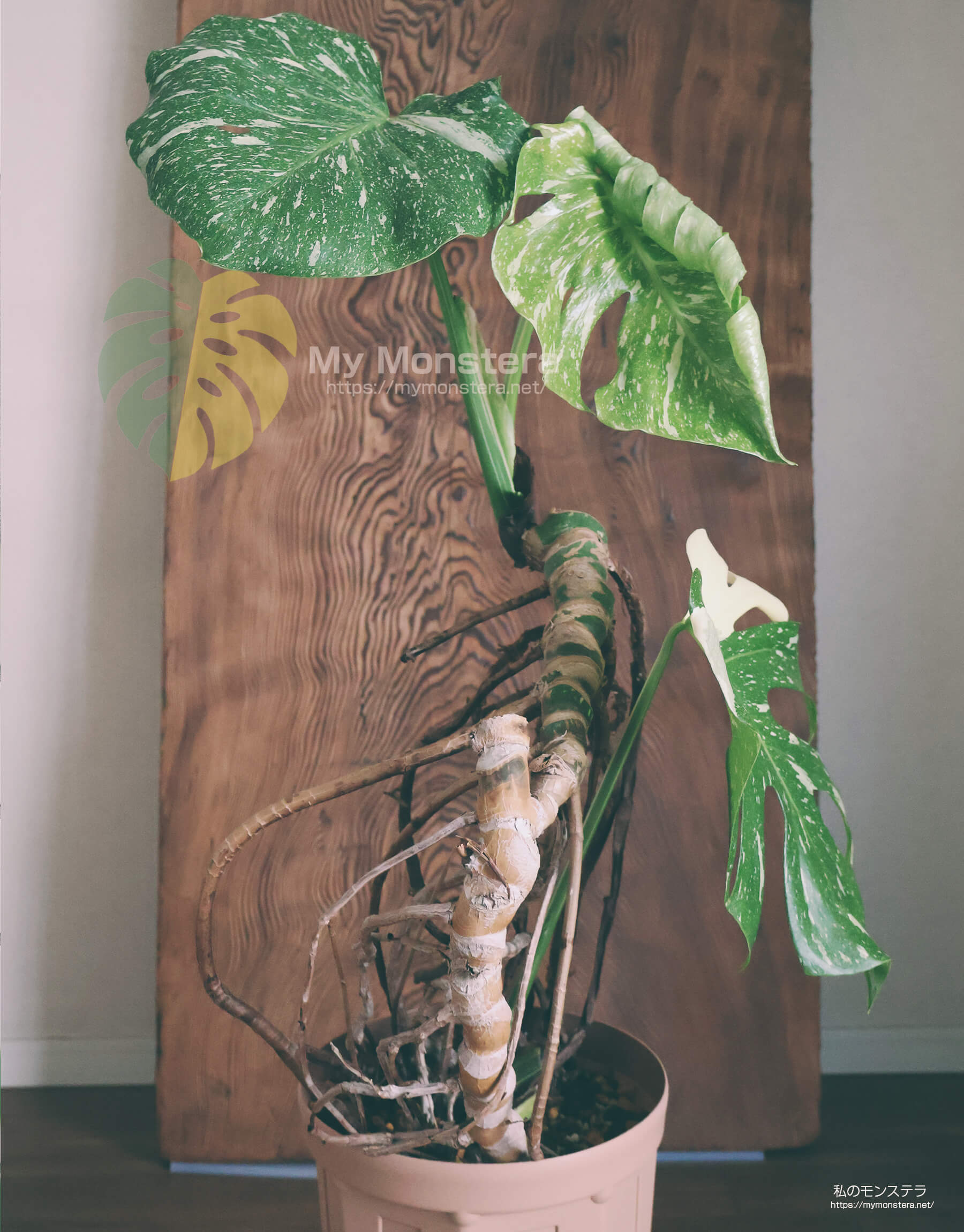 無機質な用土で気根立ちで栽培しているタイコンステレーションに新しい