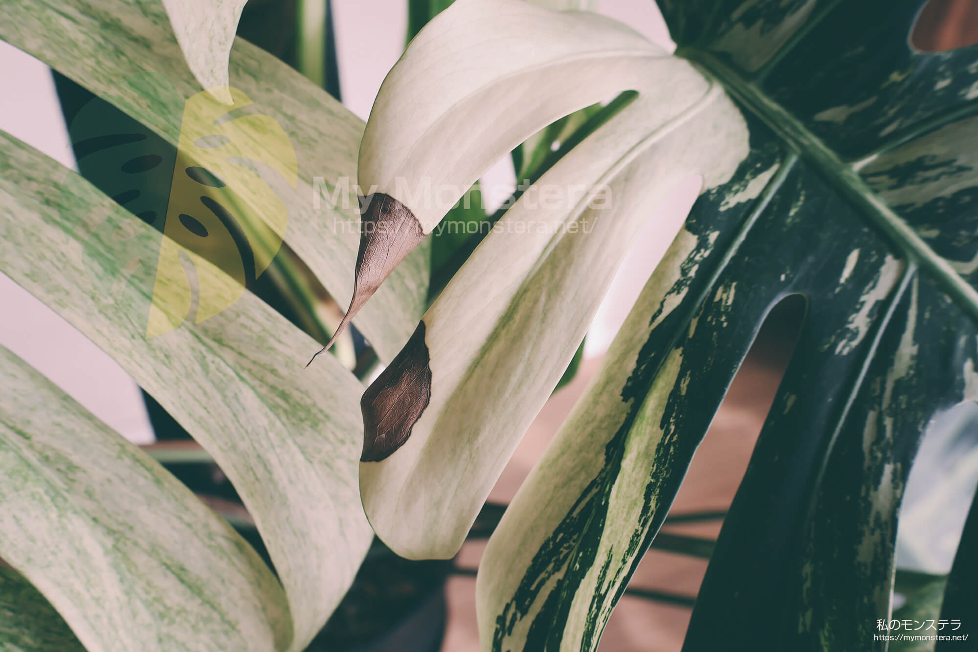 モンステラデリシオーサ ボルシギアナ ミント( Monstera deliciosa var