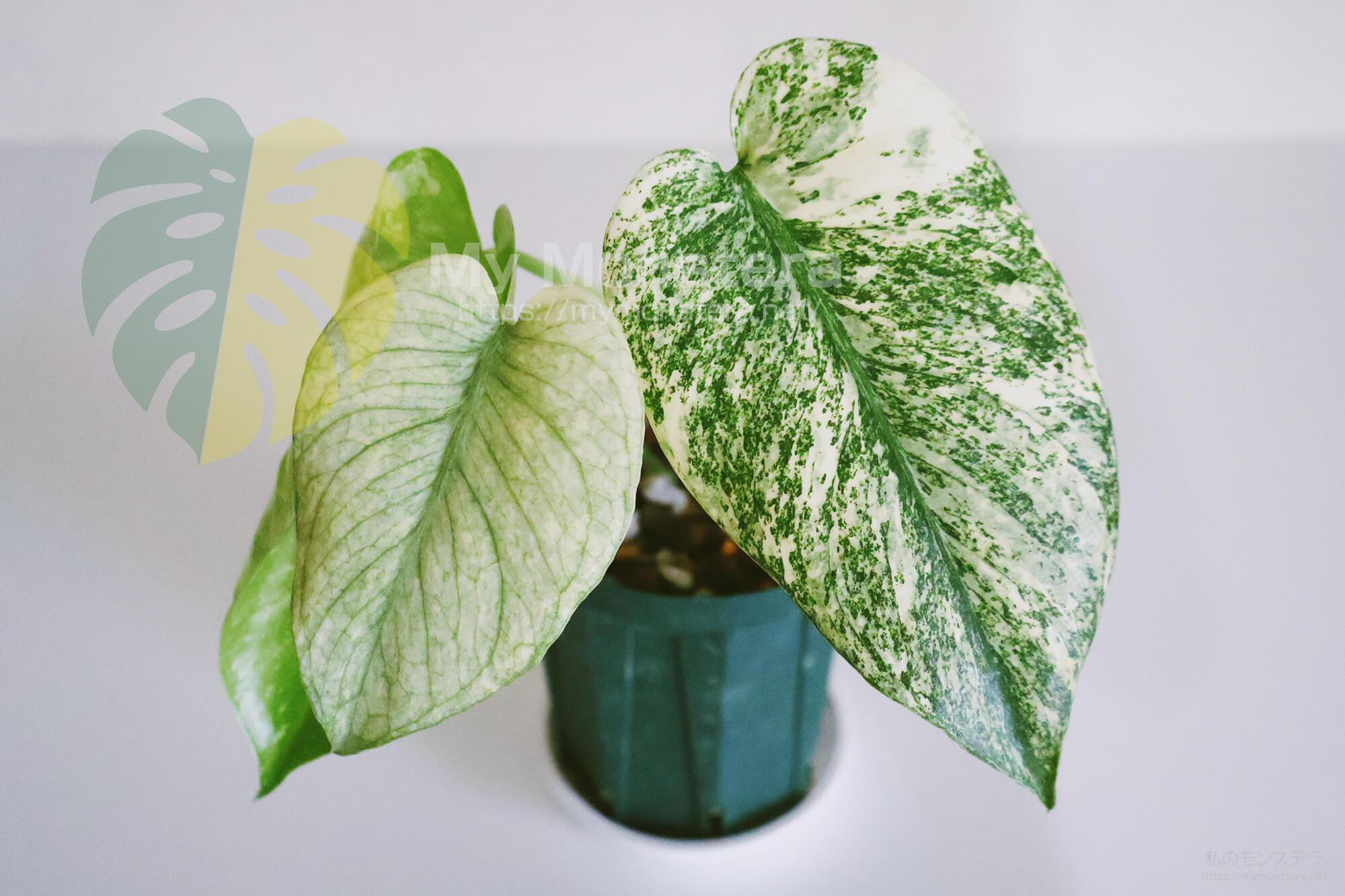 天津ラン・モンステラデリシオーサホワイトモンスター ( Monstera