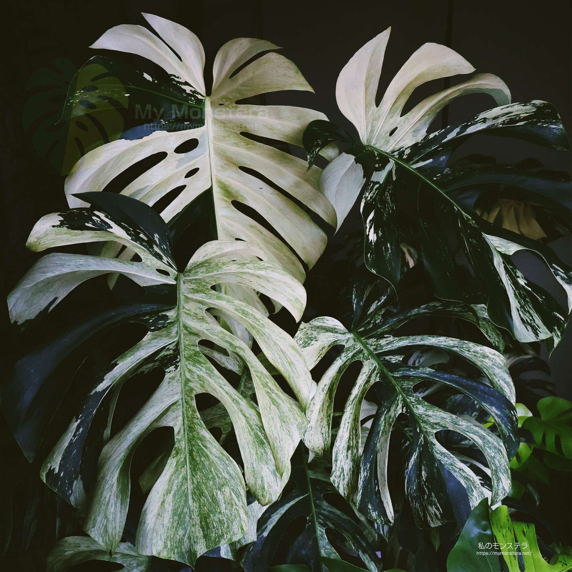 モンステラ ミント サイアム 斑入り Monstera Mint Siam 479