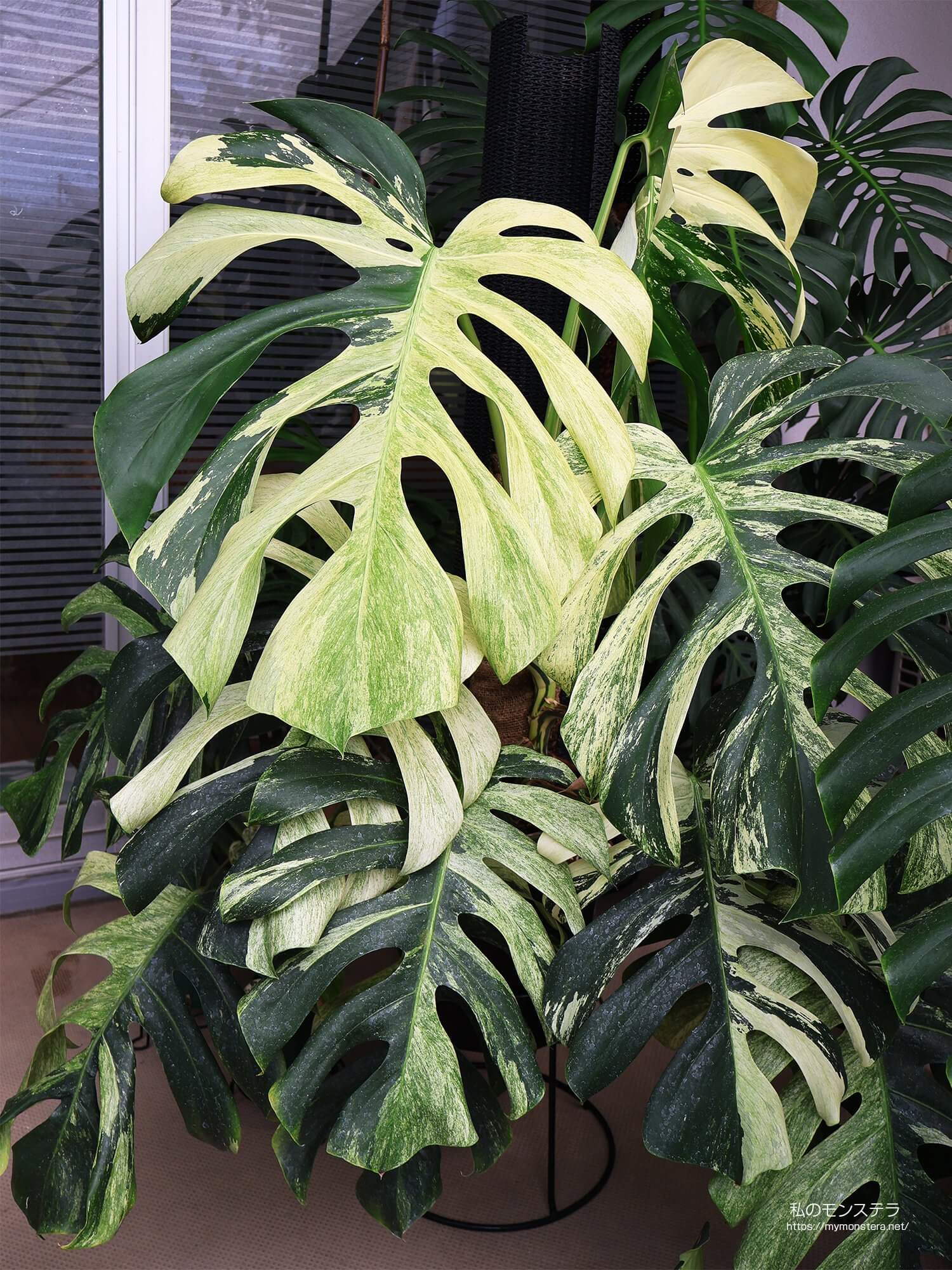 モンステラデリシオーサ ボルシギアナ ミント( Monstera deliciosa var