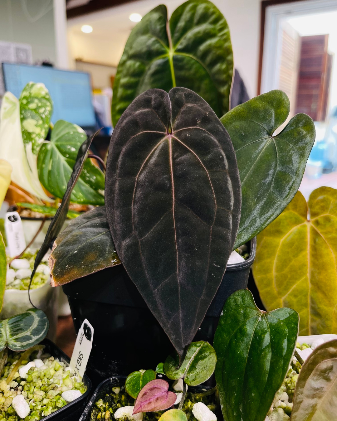 AOS x RVDP - MYSTIQUE TROPICALS