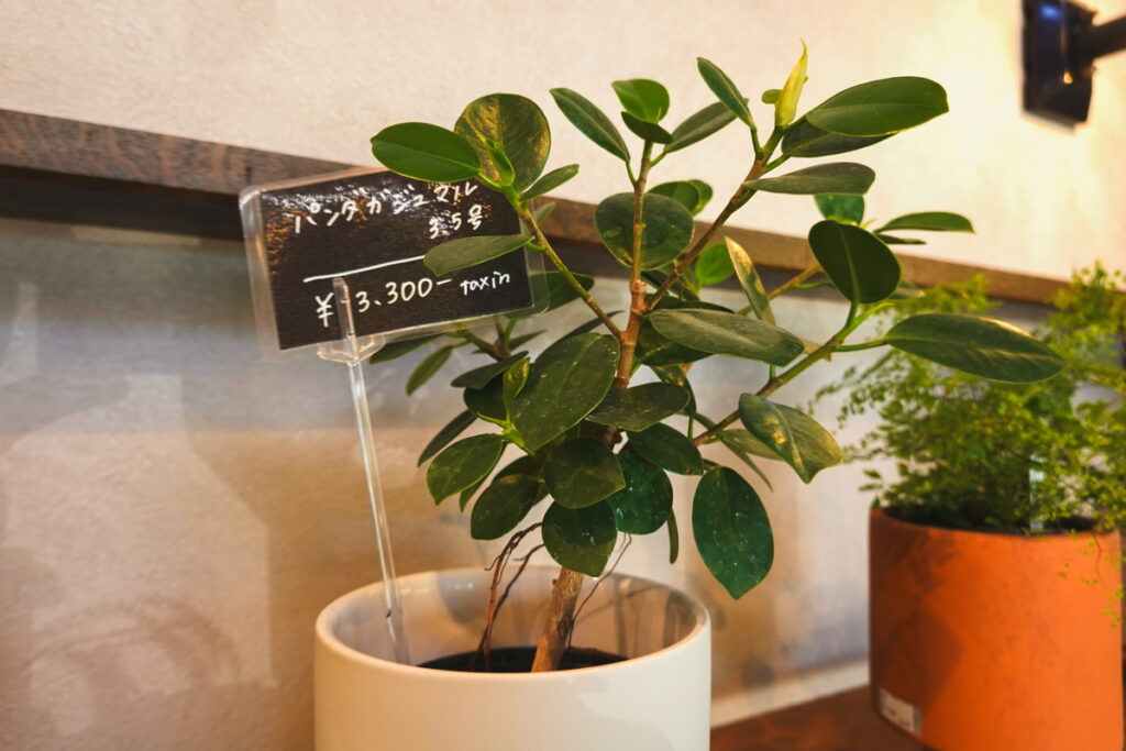 プロに聞くおすすめ観葉植物3選。島根に誕生した「観葉植物のある