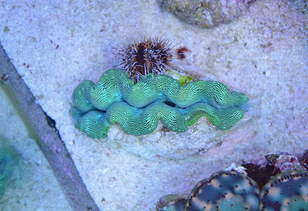 沖縄産美セレクトシャコガイ入荷！ | 生麦海水魚センター