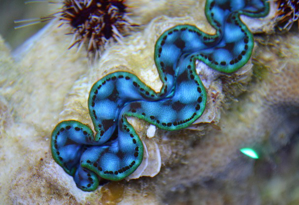 沖縄産美セレクトシャコガイ入荷！ | 生麦海水魚センター