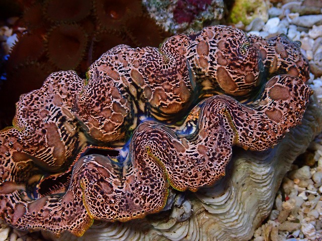 オオシャコガイ シャコ貝 約40×25cm 希少 天然 オオシャコガイ