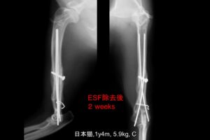 名古屋 | 名古屋動物医療センター » 猫の整形外科疾患（獣医師向け）