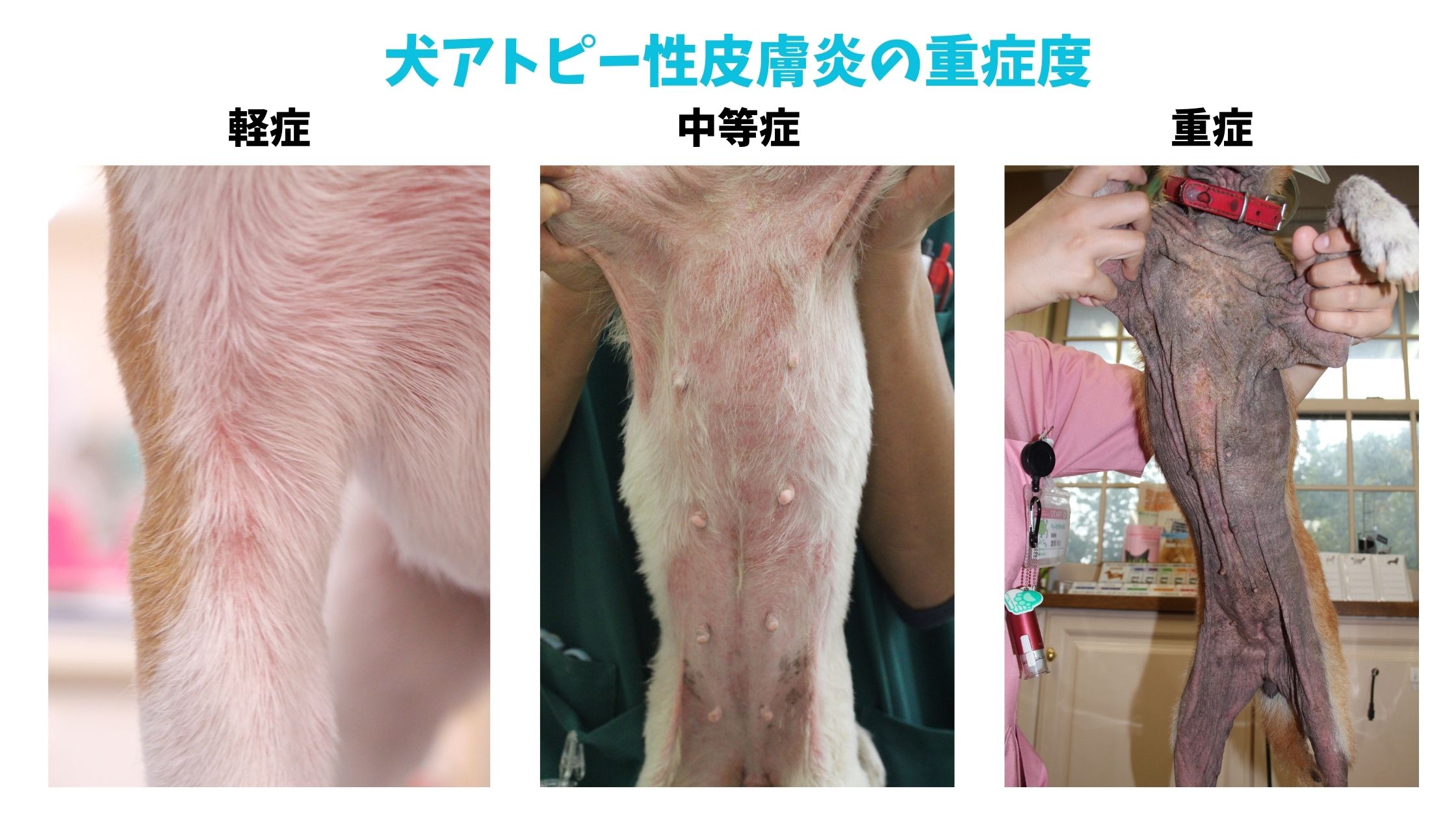 犬アトピー性皮膚炎の治療の教科書！これさえ見ればOK！｜なんよう動物