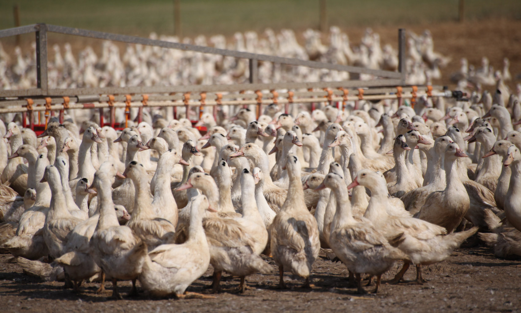 SPANISH DOWN - NANGA | ナンガ