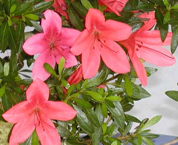 なおの趣味の園芸 さつき 緋光琳