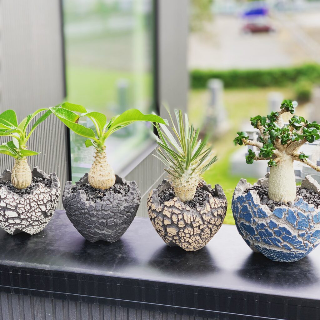 グラキリス実生156週（1095日） | な夫ブログ