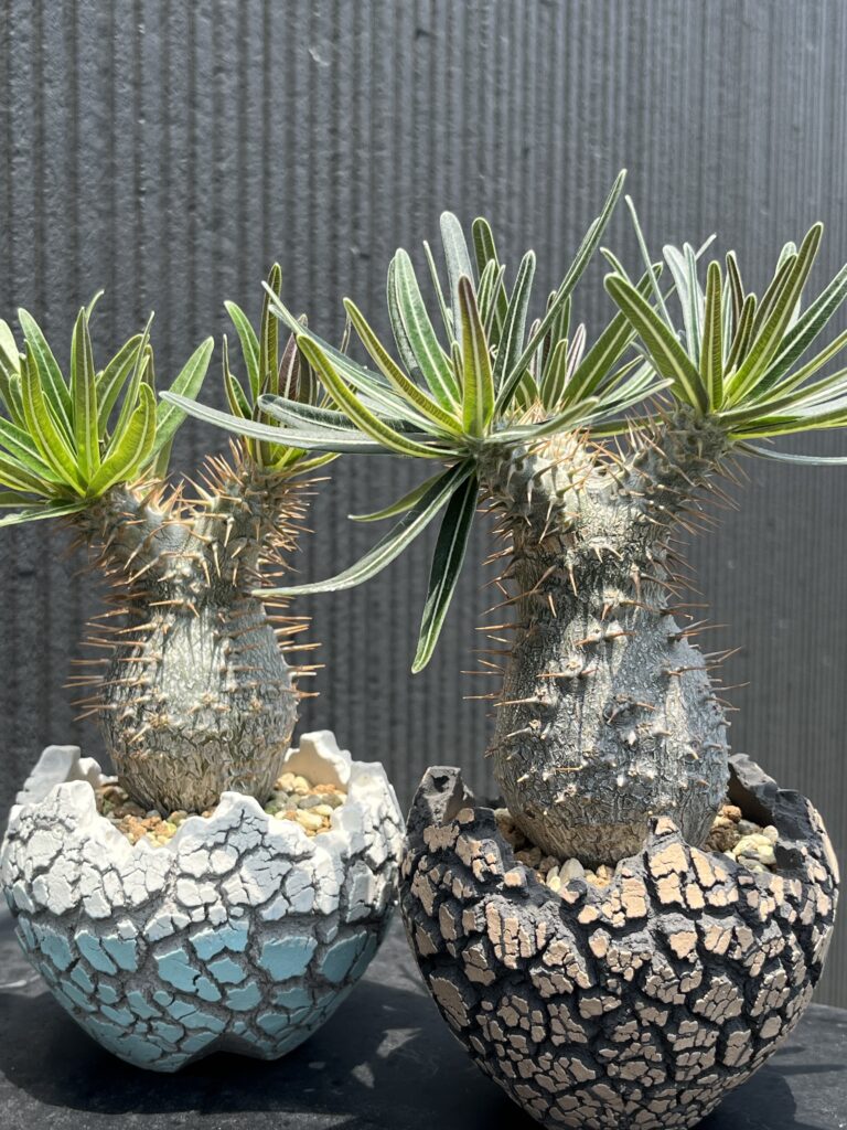 グラキリス実生 208週（1460日）塊根植物の土について | な夫ブログ