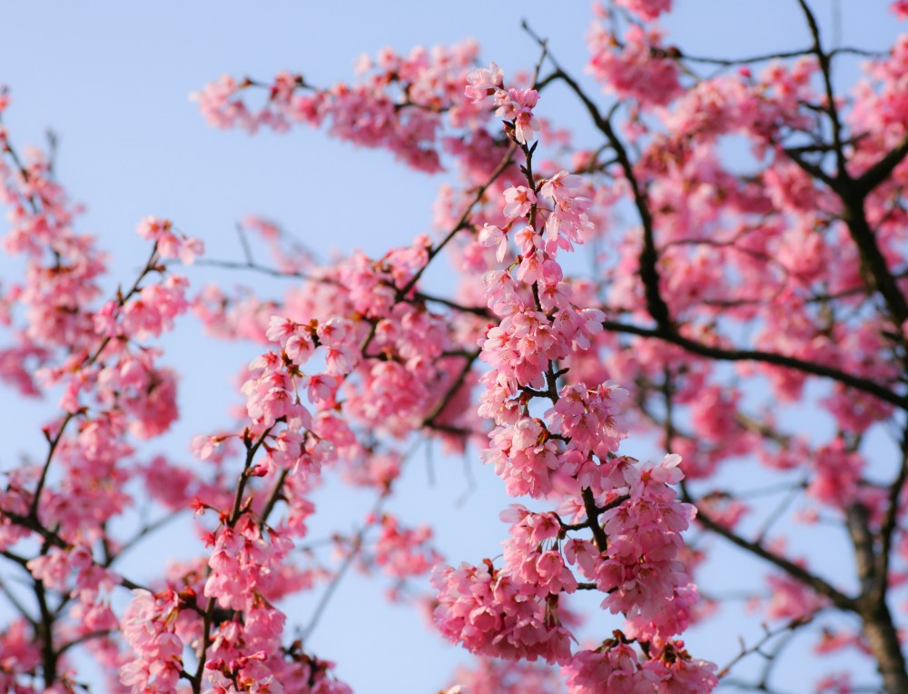 サクラ（桜）：雅桜（ミヤビザクラ） | nae-ya｜herbal tree shop
