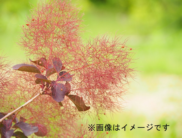 スモークツリー：ルブリフォリウス | nae-ya｜herbal tree shop