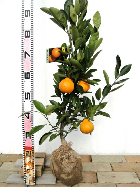 宮川早生 柑橘 温州みかんの特徴と育て方 kaju_kankitsu-mikan003-05